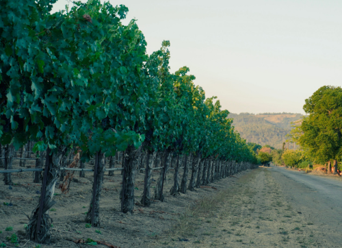 The Magic Before Harvest at Taplin Napa Valley article